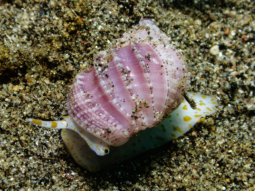 Scalptia obliquata